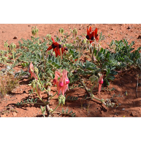 Pink and red growing side by side