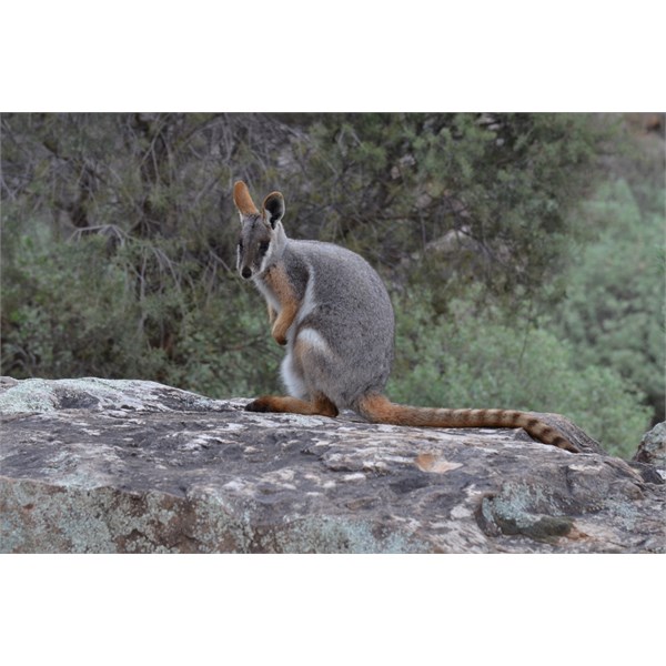 Endangered Yellow Foot Rock Wallaby
