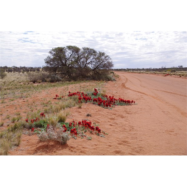 Heading north of Oodnadatta