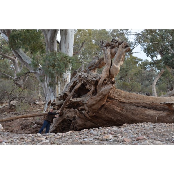 The Fantastic Flinders Ranges