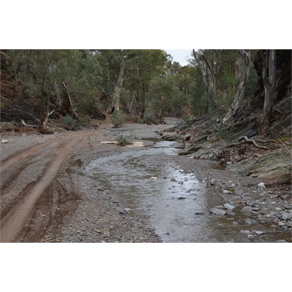 If you are lucky, there may even be water in Bunyeroo Gorge