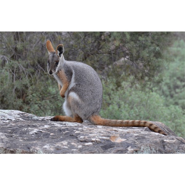 Endangered Yellow Footed Rock Wallaby - Brachina Gorge