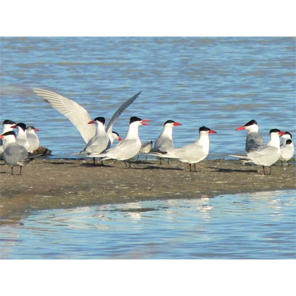 Coongee Lakes birds