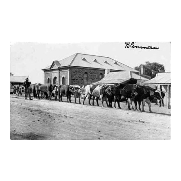 Bullocks haul a wagon through Blinman about 1904