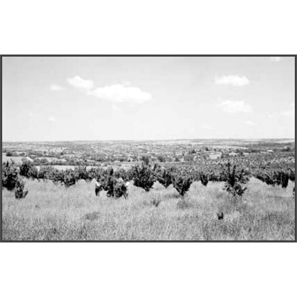 Harvesting cherries at Young 1950