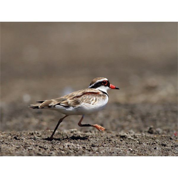 Black-fronted Dotterel