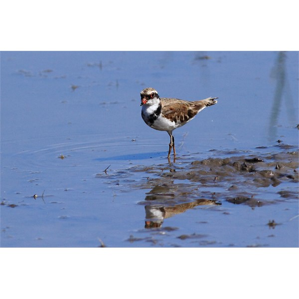 Dotterel again