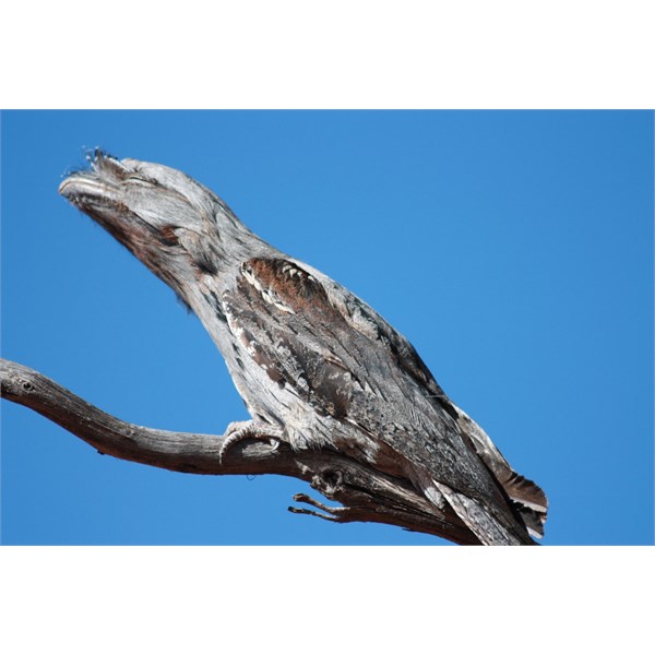 Frogmouth