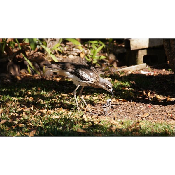 Curlew and Bubs