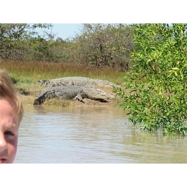 Croc on bank