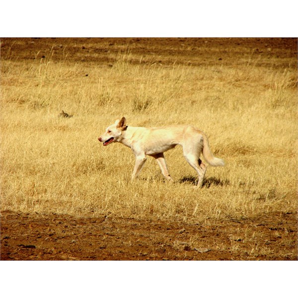 White Dingo, near Cattle Creek Tank