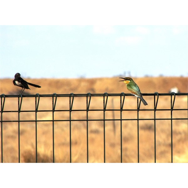 Wagtail and Rainbow Bee Eater