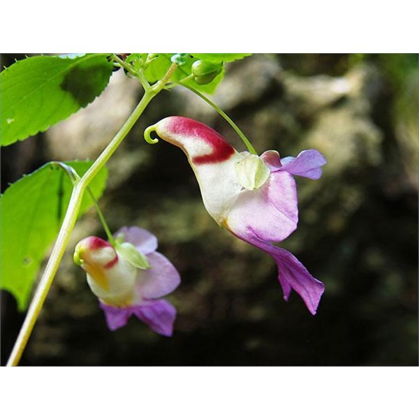 Parrot Flower