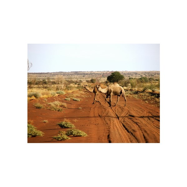 Camel ahead - Gibson Desert.
