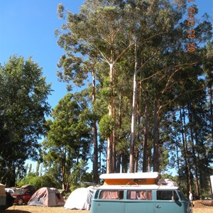 Camping near the tall timber