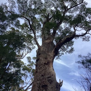 Pemberton Caravan Park