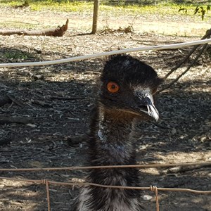 Pet Emu Regans Ford