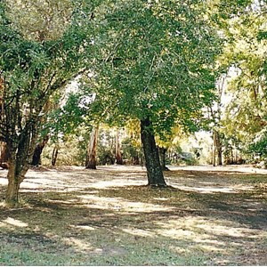 taggerty park