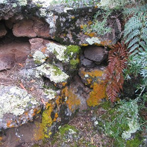Colourful lichens