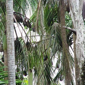 Flying Foxes in the Piccabeen Palms