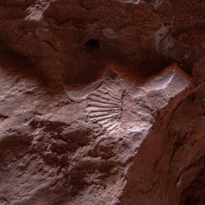 Fossil near the entrance