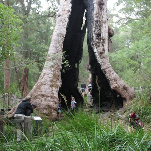 Giant Tingle Tree 2016