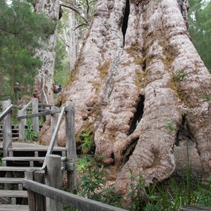 Giant Tingle Tree 2016