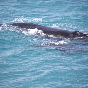 Whale & calf