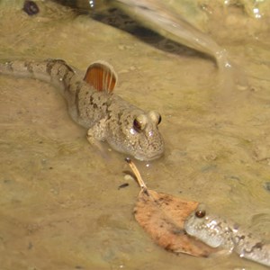 Mudskipper with dorsal fin