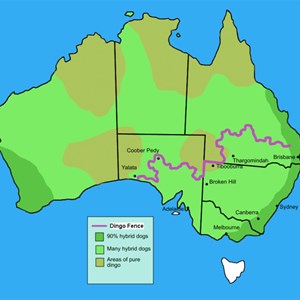 Map showing dingo fence