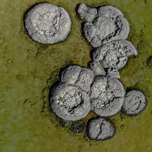 Drone view of stromatolites