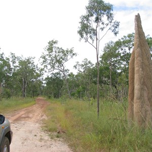 Termite mound near crossing
