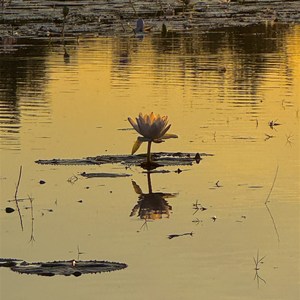 Leichhardt Lagoon Camping Park
