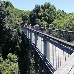 The Sky Walk is high above the forest