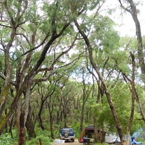Boranup Campground tall trees