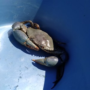 Banana Well Getaway (BWG)