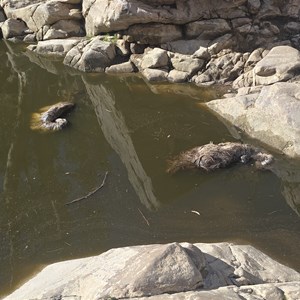 Bolla Bollana Spring