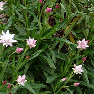 Mt Toolbrunup - Stirling Range NP - WA.  Flower is Xerochrysum bracteatum .