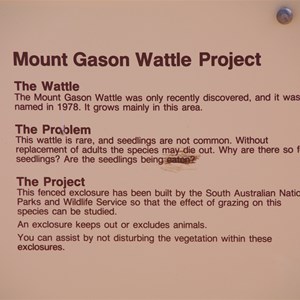 Mount Gasson Wattle Project