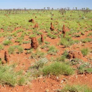 Grasslands are termite friendly