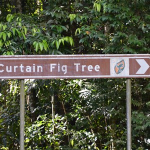 Curtain Fig Tree 