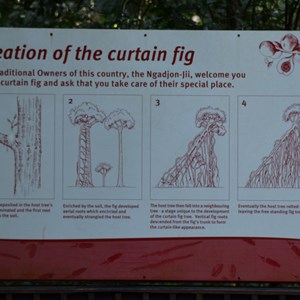 Curtain Fig Tree