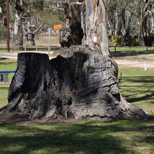 Tree of Knowledge - Loxton