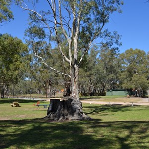 Tree of Knowledge - Loxton