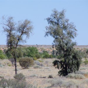 Waddi Trees 