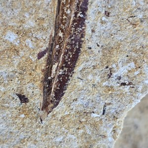 Fossil Hunting Site 1