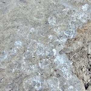 Fossil Hunting Site 1