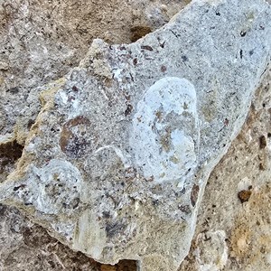 Fossil Hunting Site 1
