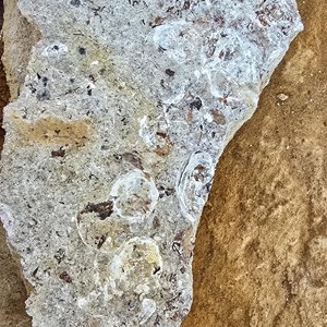 Fossil Hunting Site 1