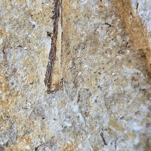 Fossil Hunting Site 1